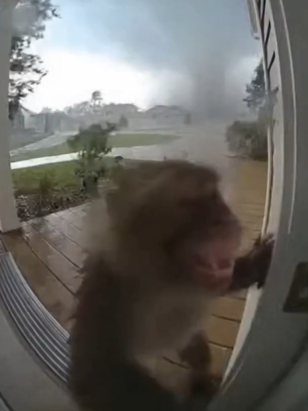Monkey Needs help 😭  #monkey #tornado #animals #ai #sora2 