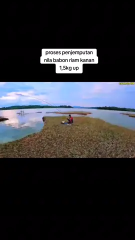 senar sudah teruji sudah berbulan bulan di pakai #viral #mancingnila #mancing #nilababon #riamkanan #senarpancing 