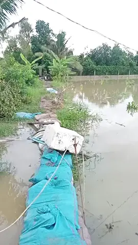 Thất thủ rồi nha ae 5 công mít 