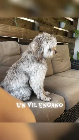 no va a pasar nada milo quedaste guapo jajajaja #grooming #dog #milo #amor #shitpoo