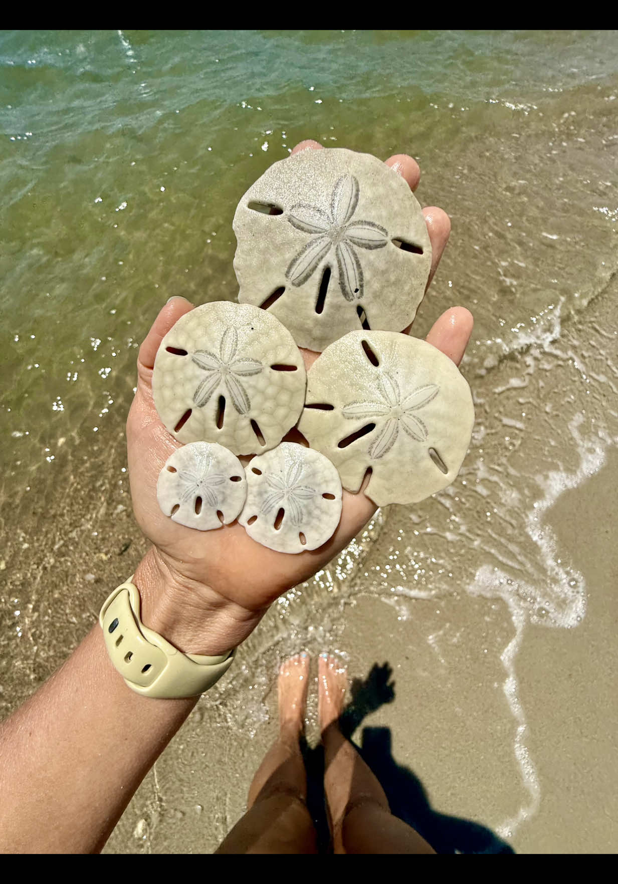 Most people think dark sand dollars are always alive, but that’s not true. A sand dollar is alive if its tiny spines are still moving. No movement = it has already passed, even if it’s still dark. Just like us, it takes time for a body to break down. Remember to never take a sand dollar unless you KNOW it’s dead, and return live ones to the water. Make sure to follow local laws as sand dollars are protected in some areas, and ethical shelling matters. 🐚💫