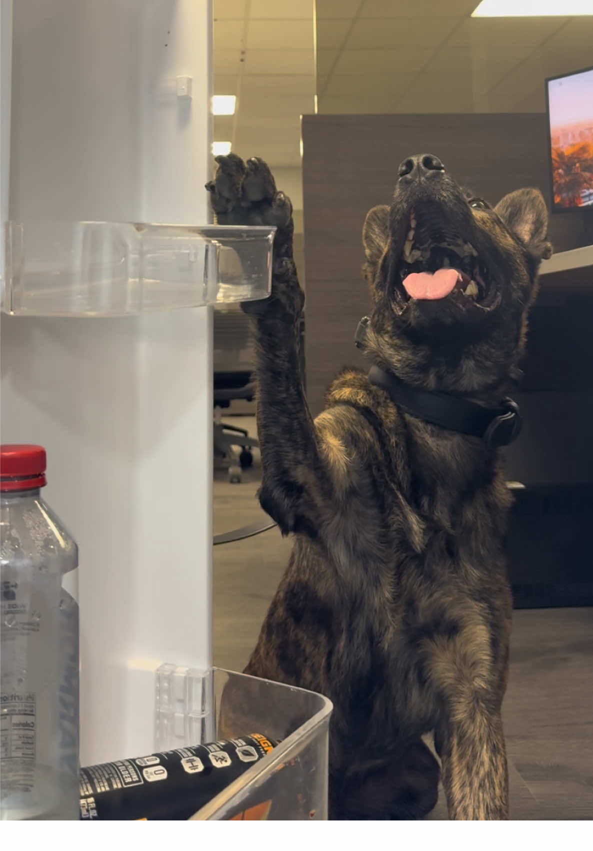 Our fridge the whole time: 🫣🫨🙈 #sugaronmytongue #viral #trend #dog #fyp 