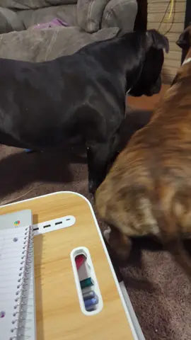 #pittiesoftiktok #pittiemomlife #duketheterrizer  Duke is 11 months full of energy, mischief, and looking for anyone to disturb and terrize. Cholo is 8 and has been showing signs of aging the last few months. He's always been big and lazy. I got Cholo a dog aka Duke so he would have a friend 😂🤦