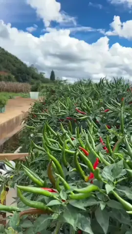 #bajakhaspokokcili #lebatkanbuah #besarkanpokok #fyp 