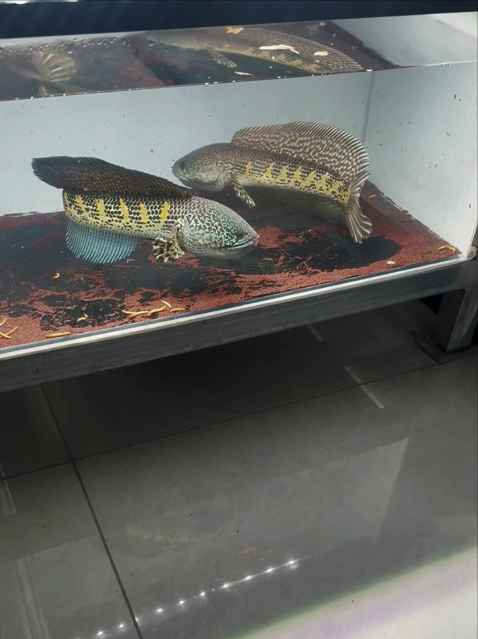 Wah, seru banget lihat mereka kayak gini 😆 Ada yang tahu lagi ngapain? #predatorfish #ikanpredator #snakehead #channa #aquariumfish #aquariumhobby #aquarium #ikanhias #fishtank #hoby #aurantimaculata 