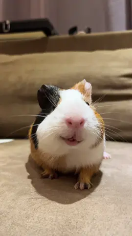 😀 #porquinhodaindia #fyp #viraltiktok #guineapig #vaiprofycaramba 