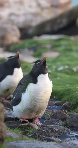 Watch this penguin conquer an epic walk in Antarctica #PenguinLife #Viral