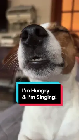 She’s at it again! This time Opal is singing for her supper and it’s making her sleepy! Notice how she’s closing her eyes at time! 😆 #opalthejrt #dramaqueen #dogsoftiktok #hungry #jackrussell 