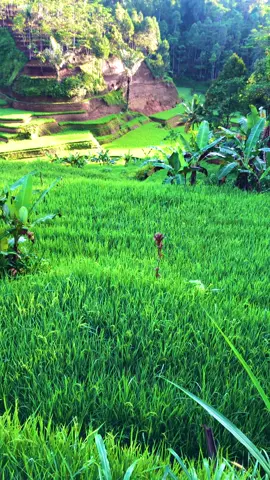 Sampurasun,suasana nya seger pisan#reels__tiktok #kampungkuring #lemburkuring #suasanapesawahan #suasanapedesaan #sawahpadi #pemandanganalam #tasikmalaya_jawabarat #fyp #fyp 