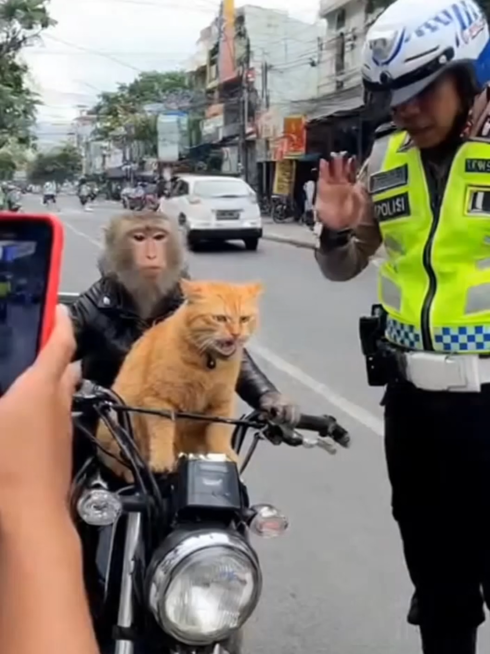 di tilang polisi kucing dan monyet  langsung kabur 🙈🐱 #AI #soraai #cat #videokucinglucu  #fypindonesia 
