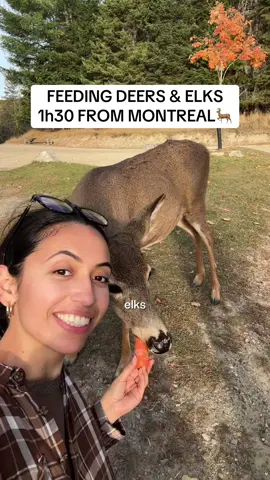 (YES, i know deer and elk don't take an S at the end guys, my bad🥲!) // 🥕Btw, I suggest bringing your own carrots because buying them there costs a fortune🥲 🦌  One of the best afternoons i have ever had! Super family friendly and a great nature-escape. 📍Omega Park, 399 Route 323 Nord, Montebello, QC J0V 1L0 Follow for more Canada 🇨🇦 content🫶🏼 . . #quebec #canada #parcomega #omegapark  What to do in canada Day trip from montreal Day trip from ottawa Montreal Ottawa Bons plans montreal 