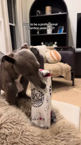 Step 1: annoy your dads until they give in an play with you (this is the only step) #dogdads #sillydogs #puppytok #italiangreyhound 