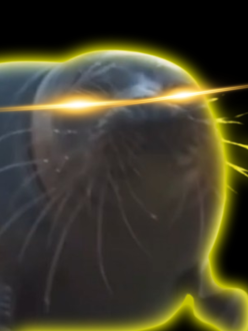 Would You Hang Out With Kroshik? #sealtok #seal #hoopify #niche #silly