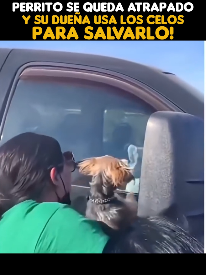 El perrito atrapado es salvado por su dueña quién usó los celos #dog #foryoupage #mascotas 