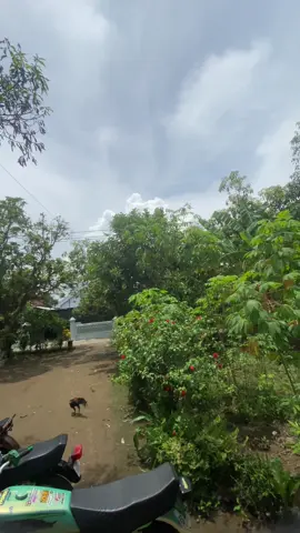 adus mruput gek dal ngopi😂#lalerijogarage #xybca #spekblayer #rxking #fyp 