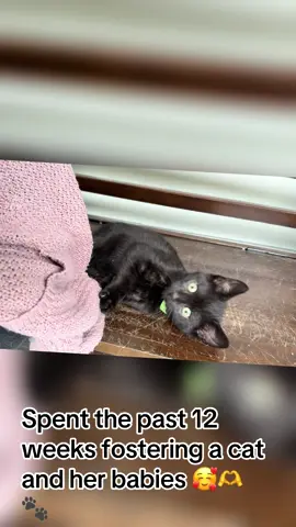 So rewarding- highly recommend! #fostercats #humanesociety #blackcat 