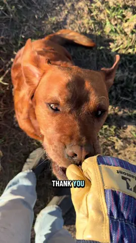 I am sorry Leo and I haven’t been posting recently. We have been soaking up the fall weather and focusing on spending as much time outside as possible. We are back and I have lots of Leo videos to share!  #dogsoftiktok #dogs 
