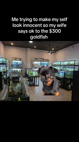 It’s only $300 🥲 #fish #aquarium #goldfish #funny #viral 