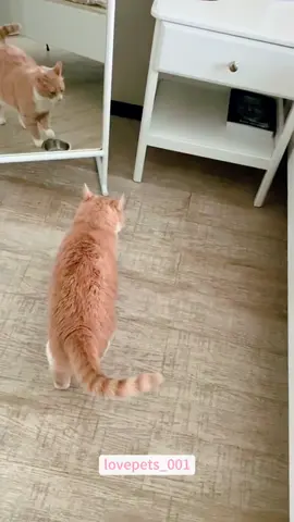 What did that cat do when you were asleep…#cat #cats #catlove #catoftiktok #funny #foryou #funnytiktok #fyp #fypシ゚viral #cute #funnyanimals #usa🇺🇸 