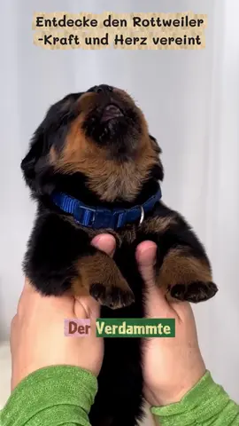 Der Rottweiler ist eine beeindruckende Hunderasse, bekannt für seine Kraft, Loyalität und sein mutiges Wesen. Hinter seinem starken Äußeren verbirgt sich jedoch ein treuer Begleiter, der eine enge Bindung zu seiner Familie aufbaut. In diesem Video werfen wir einen genaueren Blick auf diesen faszinierenden Hund, seine Eigenschaften und was ihn zu einem so einzigartigen Gefährten macht.❤️🥰 #rottweiler #hund #hundeliebe #familienhunde #hundealltag
 

