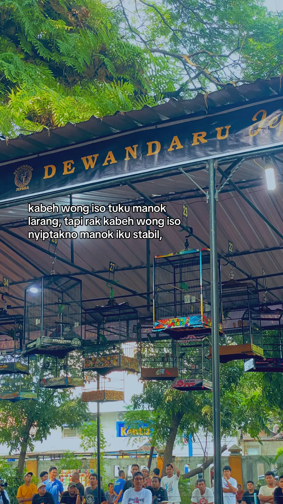 leres nopo mboten?#kicaumania #muraibatu #cucakijo #muraibatuindonesia #kicaumaniaindonesia 