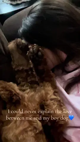 The love I have for my sweet sweet boy🥹🐶 #goldendoodle #boydogmom 