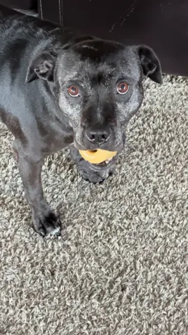 I love my dog #pet #dog #ad 
