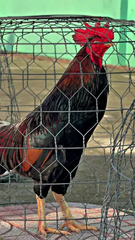 Điềuu mật theo máii thuê vuii vẽ, emm ơiiii…😊📌🐓🌾#Sumgàđiều✅🐓🌾 #gàđáđồngtháp #gàbông #gàchiến #xuhuongtiktok 