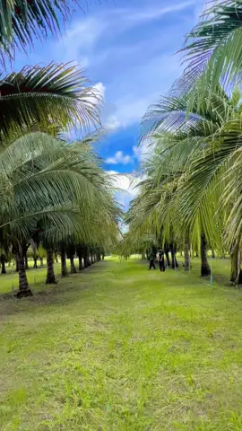 สวัสดียามเช้า🌞 #มะพร้าวน้ำหอม #สวนมะพร้าวน้ําหอม #สวนสวย #วิถีบ้านนอก #ผู้หญิงทำสวน 
