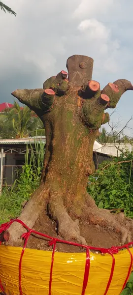 goc mai vàng 57h gia vài cũ khoai lên xe ae ạ.