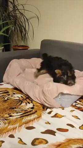 Teacup sizes 🐶 Facetime Open 😺 Fregistered  vaccinated  Healthy  family 🐾🐾 🐶Please share and like this post 🙏  No to scammers on TikTok #yorkie #yorkiesoftiktok #yorkiepoo  #yorkies #fyppppppppppppppppppppppp  . .