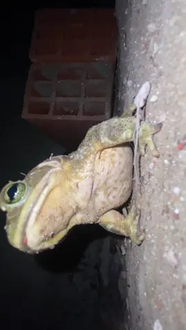 🐸 #fyp #foryou #paratiiiiiiiiiiiiiiiiiiiiiiiiiiiiiii #rana 