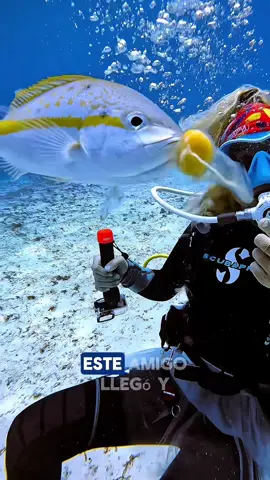 No salió como lo esperaba!! El pez se comió mi tarea!! Literalmente este pez se comió mi experimento del huevo bajo del agua!! 🥲😂 Crees que el pez merecía ese huevo más que yo??? Vamos a buuuucear!!
