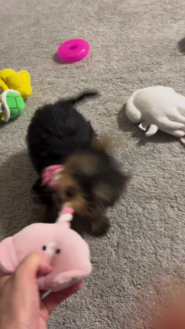 Teacup sizes 🐶 Facetime Open 😺 Fregistered  vaccinated  Healthy  family 🐾🐾 🐶Please share and like this post 🙏  No to scammers on TikTok #yorkie #yorkiesoftiktok #yorkiepoo  #yorkies #fyppppppppppppppppppppppp  . .