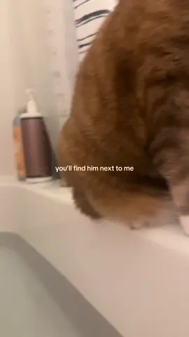 Never left alone 😐 #cattok #catsoftiktok #catlife #funnycat #orangecatsoftiktok 