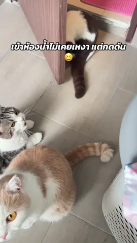 🫩🫩🫩 #รw8 #catsoftiktok #cat #แมวน่ารัก #fypシ゚ 