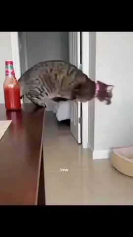 kucing juga bisa jail 🤣#foryou #fyp #lucu #ngakak #kucing 