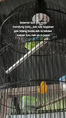 Sugeng isuk bolo...#fypシ゚viral🖤tiktok  #fypシ゚viraltiktok  #fyppppppppppppppppppppppp  #fypviraltiktok🖤シ゚☆  #kopisenuk 