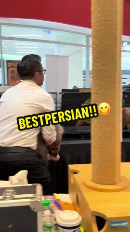 Best persian!!🤣🤣🤣 #fyp #glittercrowncattery #catshow2025 #onthisday❤️❤️❤️ #persiancat 