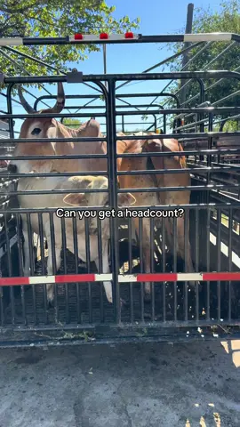#getaheadcount #salebarn #farmtok #brahmancattle #cow 