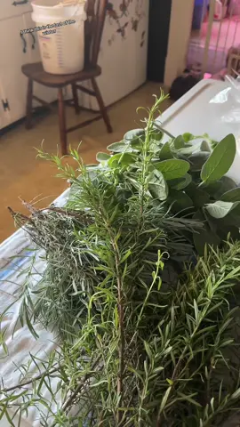 In which I talk to you as if you were in my kitchen hanging out and having a coffee. #Vlog #lastharvest 