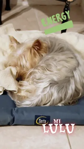 #positivo #mamaperruna #milulu