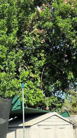 Dron con cámara barato para q te entretengas un rato #dron #drones 