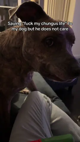 He doesn’t care about anyone’s chungus life except his own #weezy #pitbull #chungus 