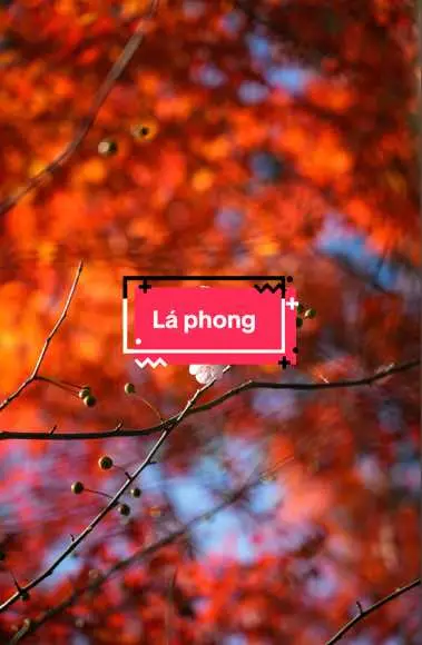 Lá Phong đỏ!#fyp #xhuong #thiennhien #thiennhientuoidep #ảnhđẹp #cảnhđẹpthiênnhiên #thiennhien208 