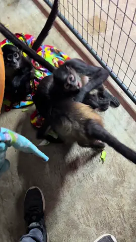 Evening time with the Spider Troop! Love this crew.  #monkey #monkeysoftiktok #spidermonkey #monkeys #spartn 