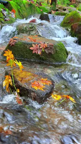 Nature Sound for Relaxation 91 Flowing Water #short #watersounds #flowingwater #naturrelaxation 