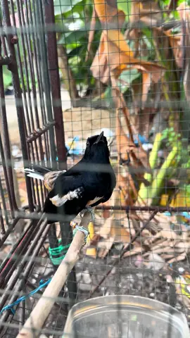 Murka Habis Ngurak #murka #muraikacer #kacer #muraibatuindonesia #kicaumania 
