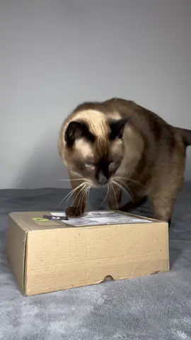 Loja 100% recomendada pros pais de pet 💚💚 Utilize o cupom AGATHA pra garantir 10% de desconto. Site na bio da @goodlife.petstore  #gato #gatostiktok #foryoupage 