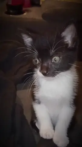 I LITERALLY have the CUTEST TUXEDO CAT in the world.  #catsoftiktok #tuxedocat #fyp #viral 